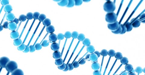The "Fat Gene" Dream Machine