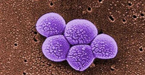 Can bacteria in the gut influence body type?