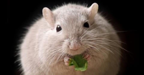 Obesity - What's Missing?