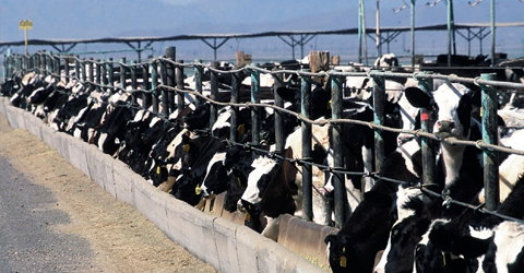 9 Things You Need to Know About Food and Climate Change By PlantPure Communities