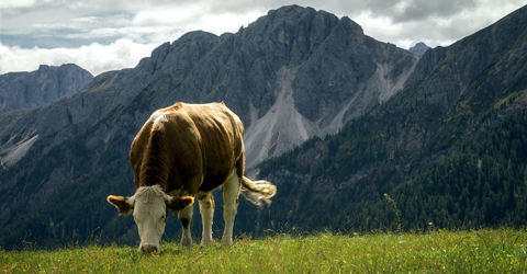 Grass-Fed Beef: A Sustainable Alternative?