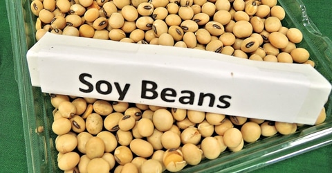 Setting the Record Straight About Soy - Myths vs Facts