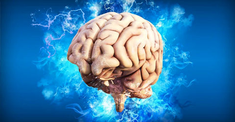 Response to Medical News Today’s Article: “Plant-Based Diet May Prevent Cognitive Decline”