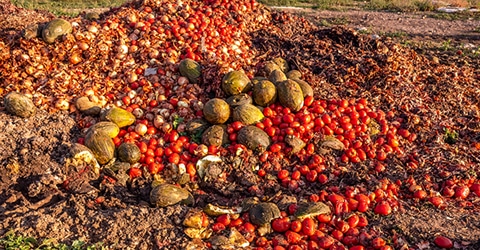 Reducing Food Waste Across the Supply Chain: Statistics & Strategies