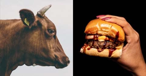 Can Eating Less Meat and Dairy Help Save Our Planet? All Signs Point to Yes.