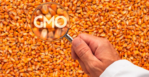 Asking the Right Questions About GMOs: Do We Need GMOs To Feed the World?