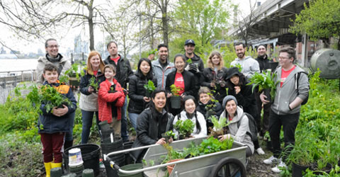 Solar One’s Stuyvesant Cove Park Connects Residents to a Unique Urban Food Source