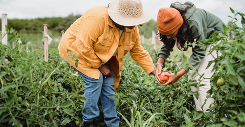 Carbondale Spring Food Autonomy Initiative Creates Equitable Food Systems in Illinois